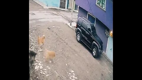 You are in the wrong neighborhood doggo