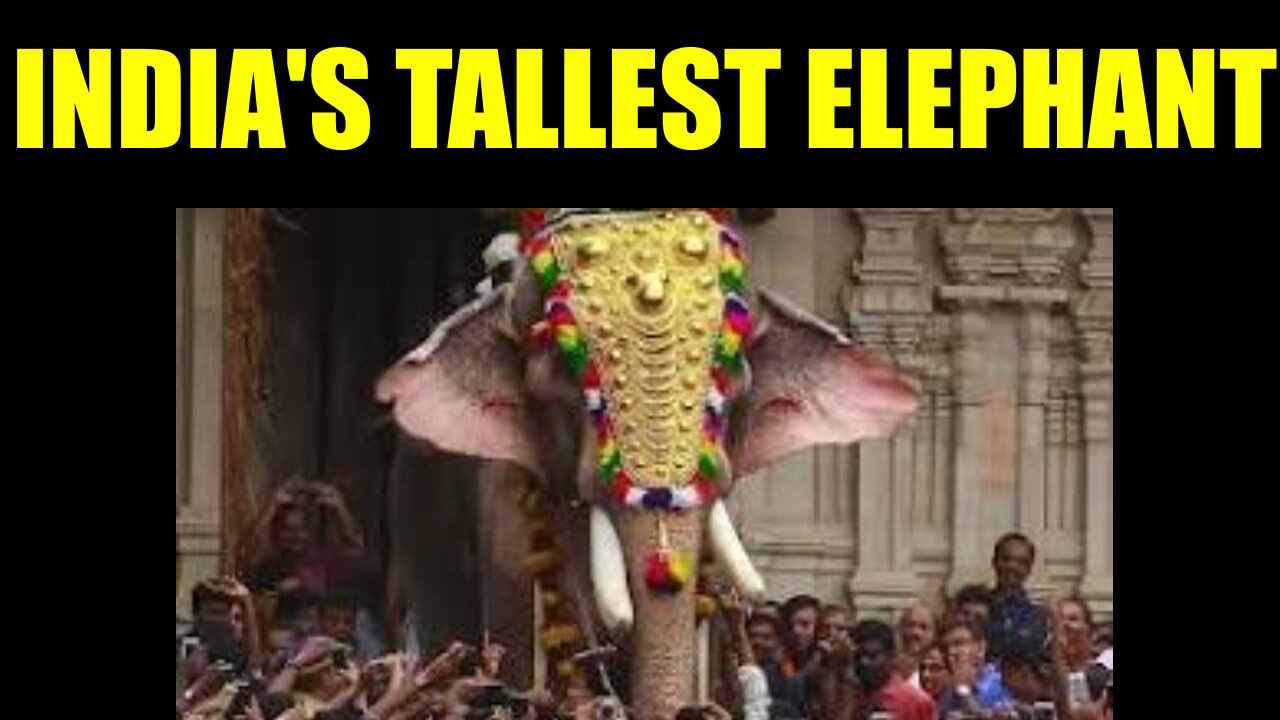 India's Tallest Elephant