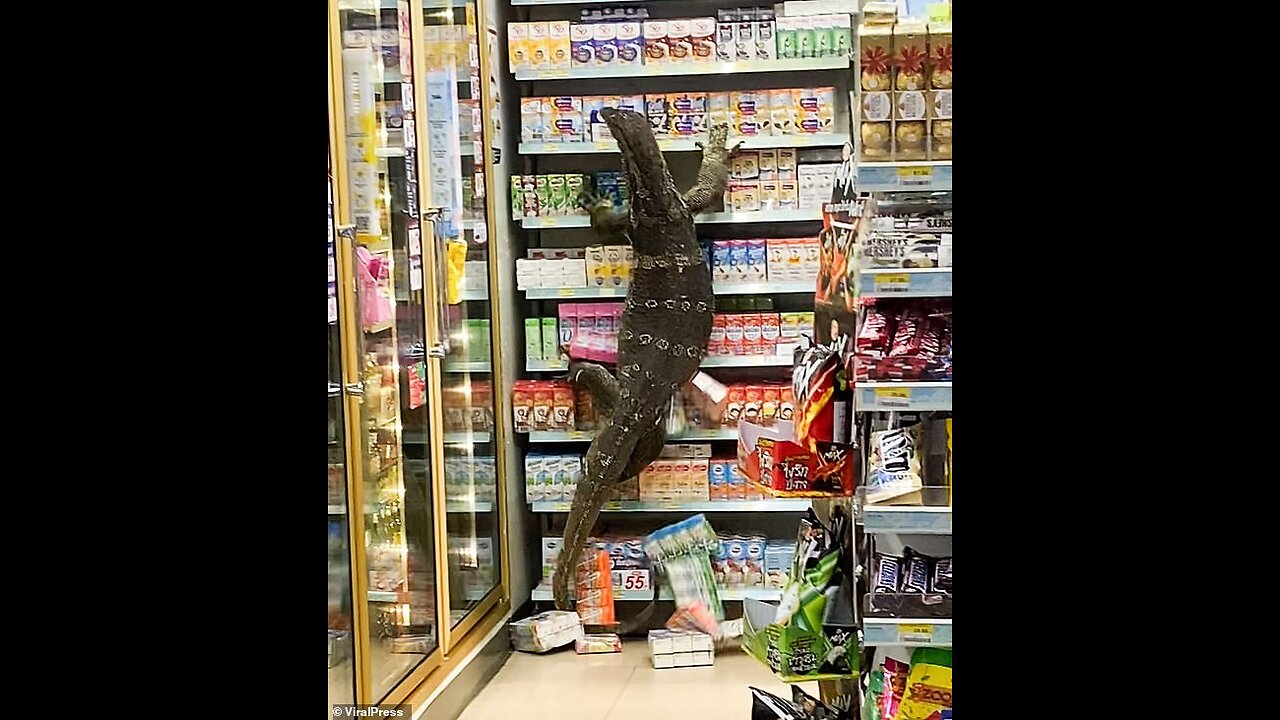 Big lizard in the market 🦎😲