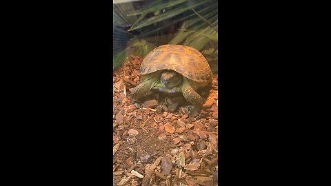 Testudo Tortoise