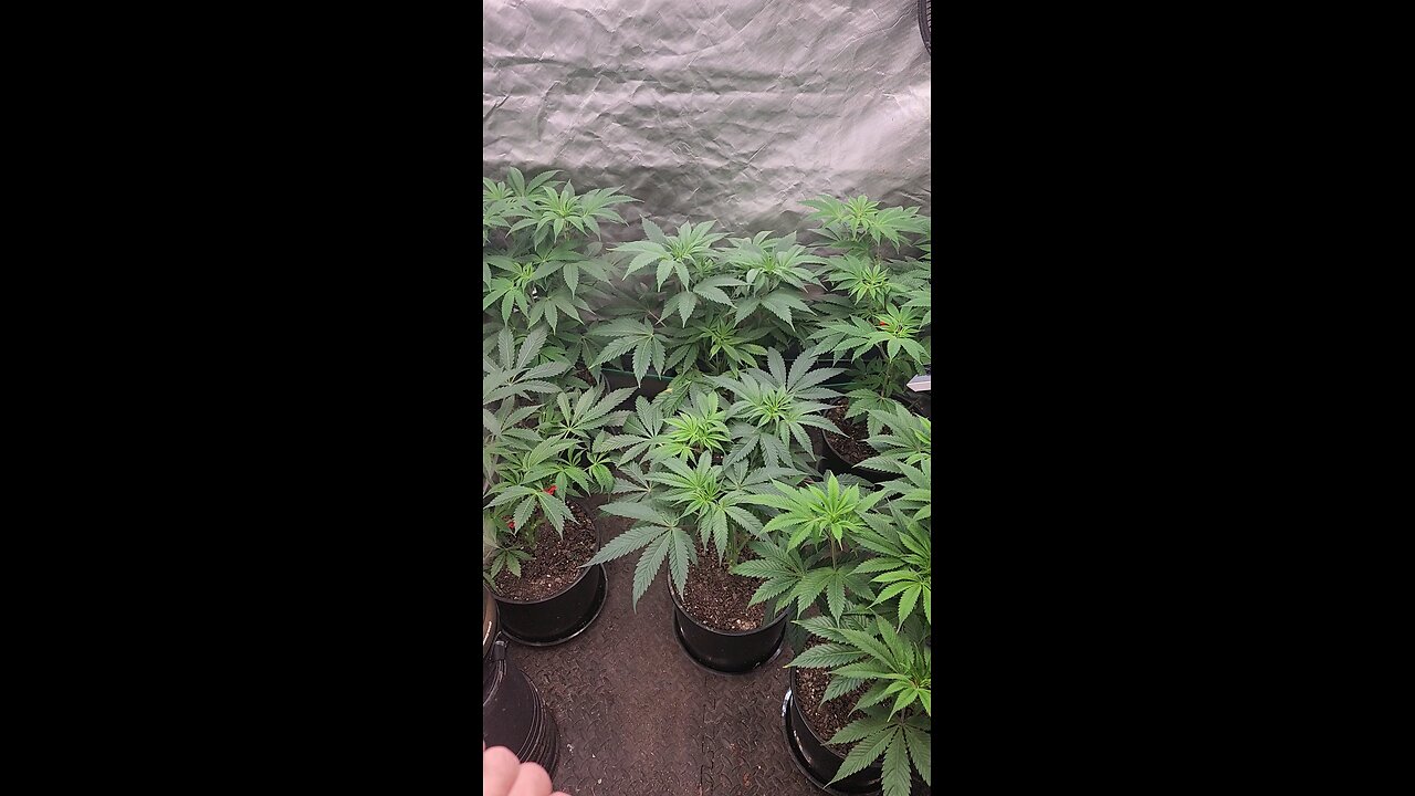 Defoliation Day