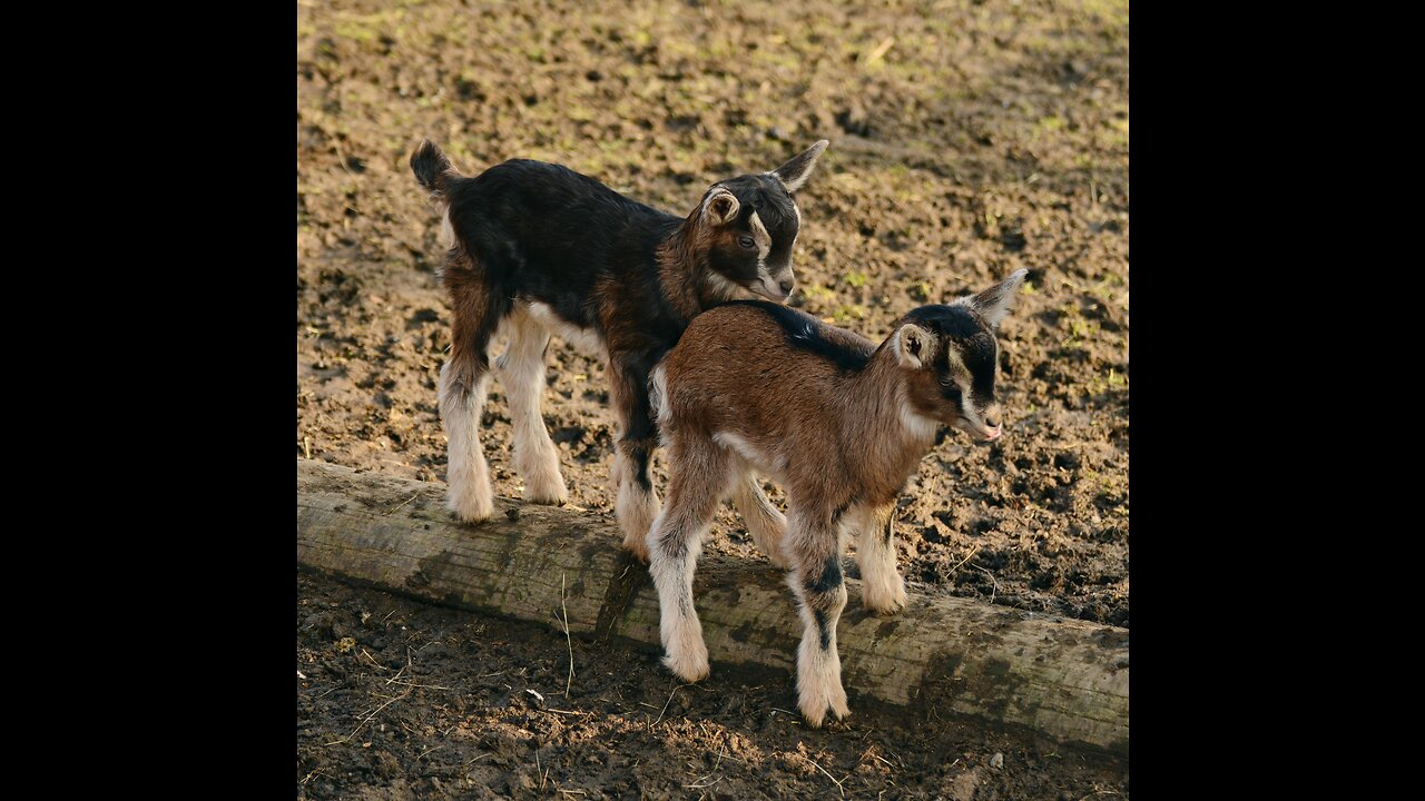 Baby Goats playing | funny videos cute baby goats