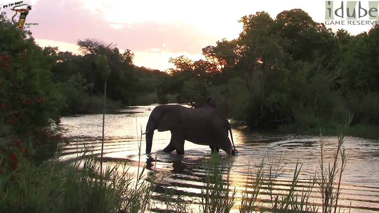 Elephant at Sunset - Beautiful!