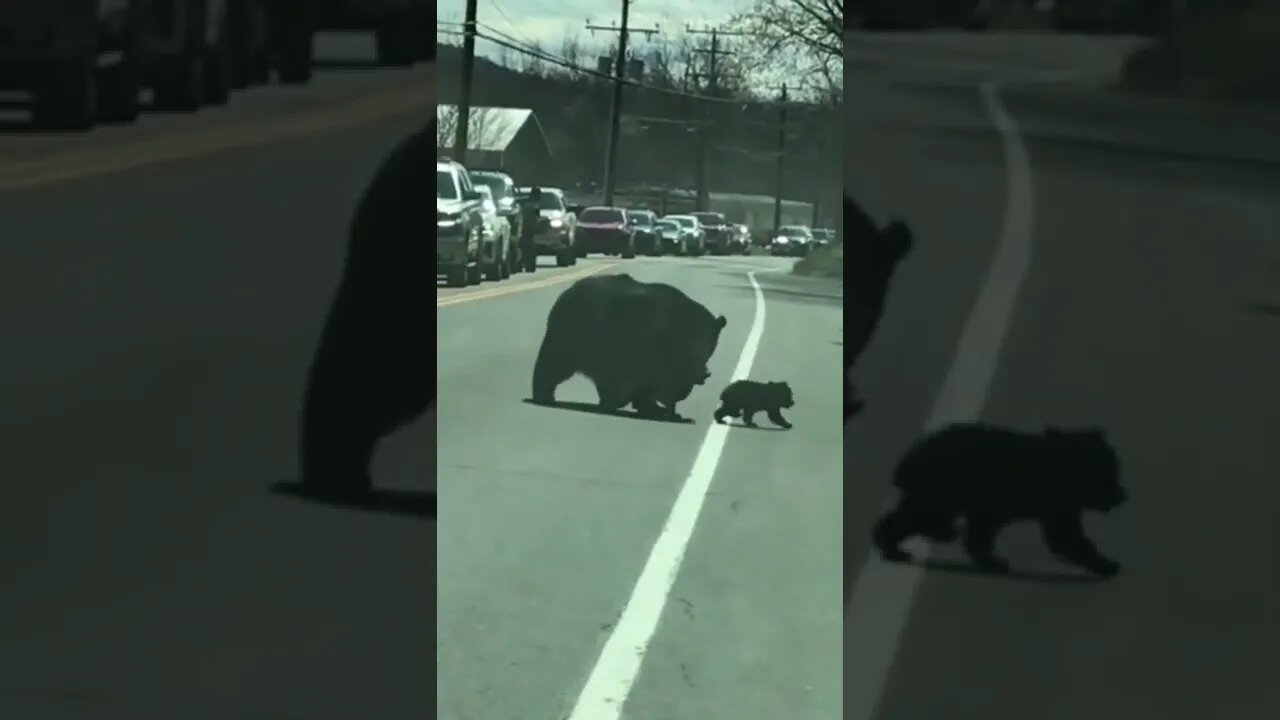 Mother bears have it tough #animals #mother #funny