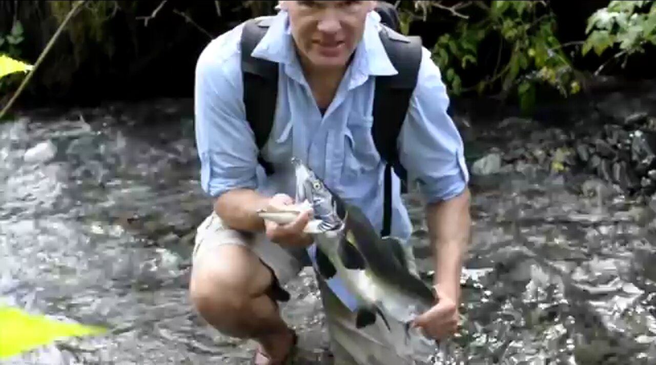 Easily catch Alaskan salmon by bare hands and eat it raw!