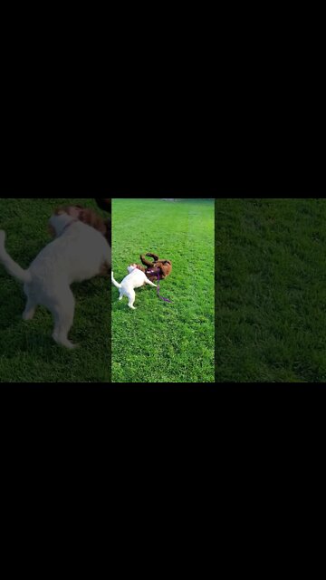 Ares trains new puppy Denali a new phi!