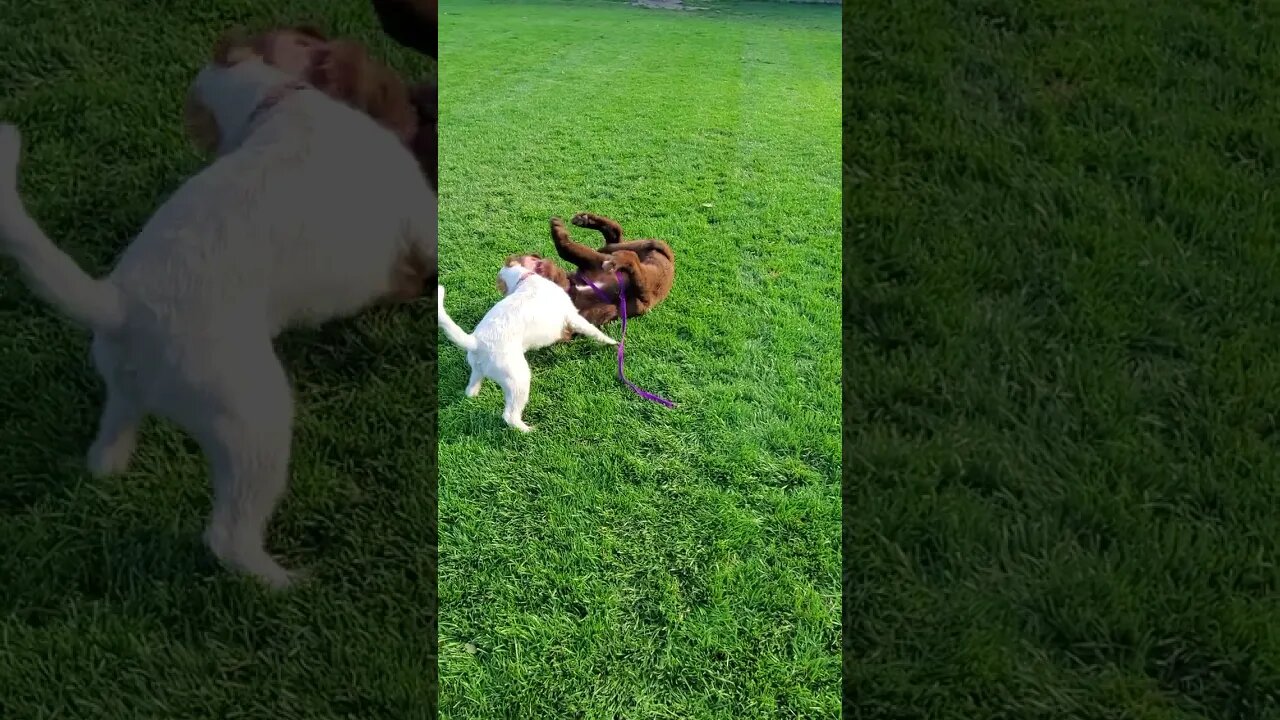 Ares trains new puppy Denali a new phi!