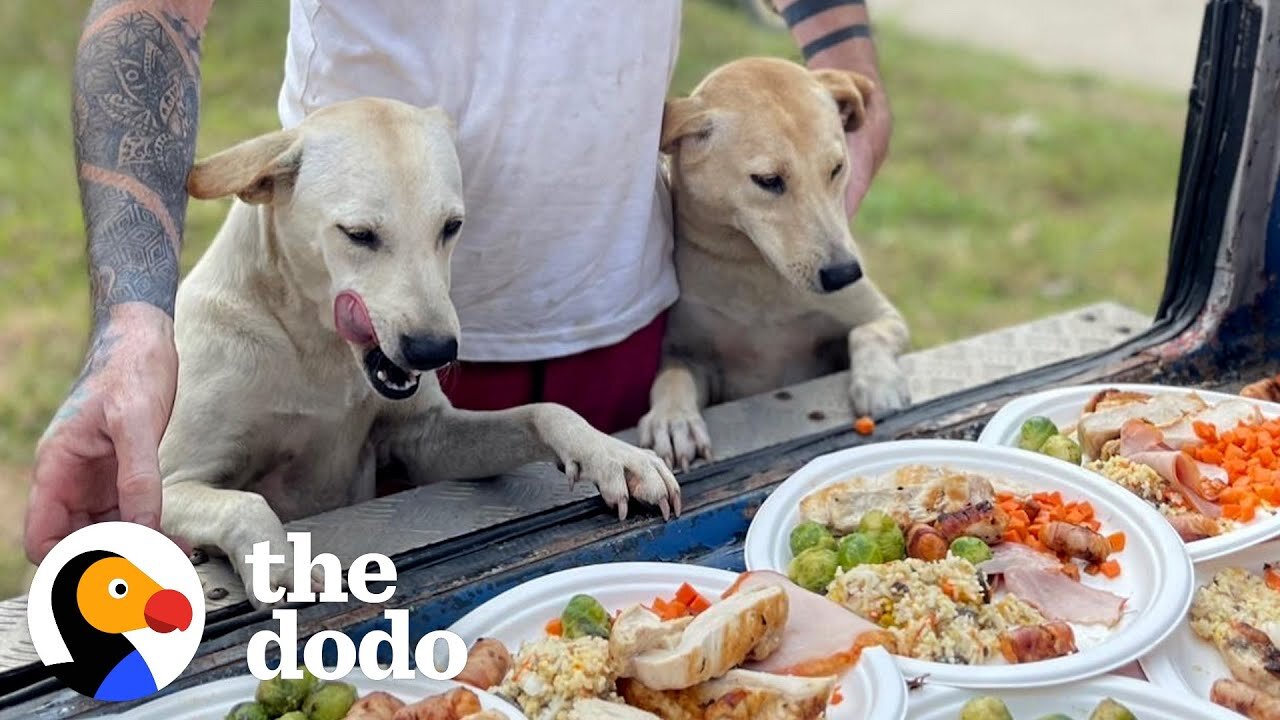 Guy Quits His Job To Save All The Street Dogs | The Dodo