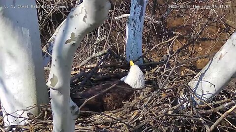 USS Eagles - Mom vocalizing & tracking