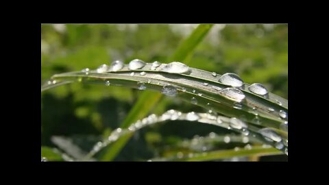 ISAIAH 44: THE WATER & THE GRASS