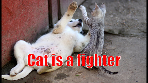 Cat is a fighter