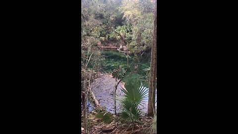 Anhinga y Manatee - female coming into breeding season