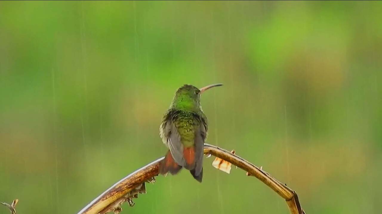 Beautiful Birds Fun in Rain