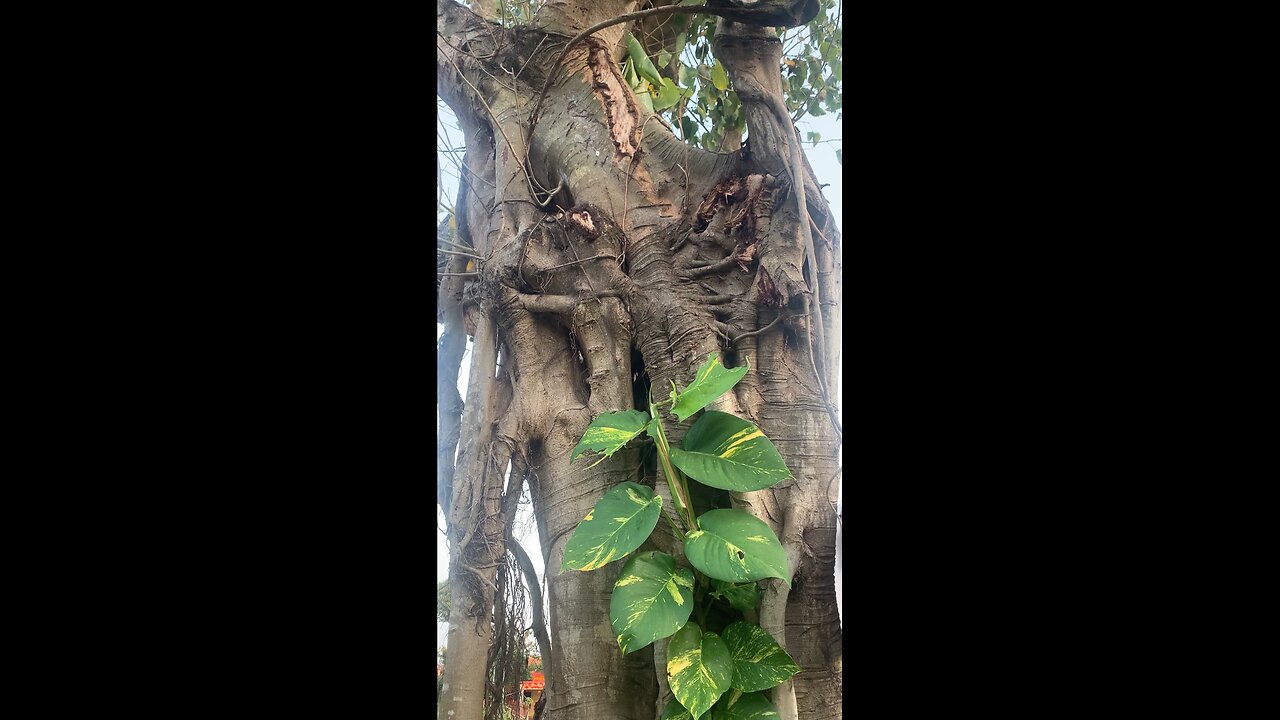 Do You Know The Name Of This Tree In English?