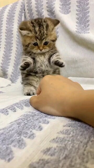 Beautiful world pets