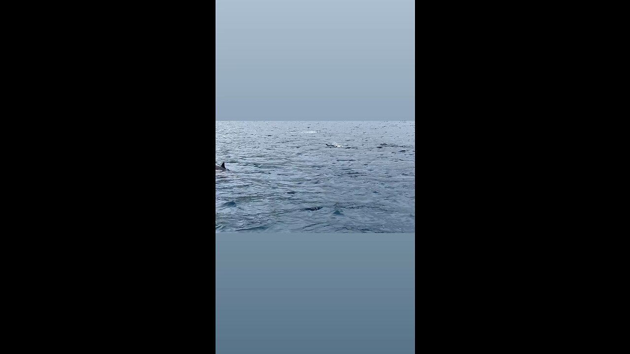 Spinner dolphins in Hawaii