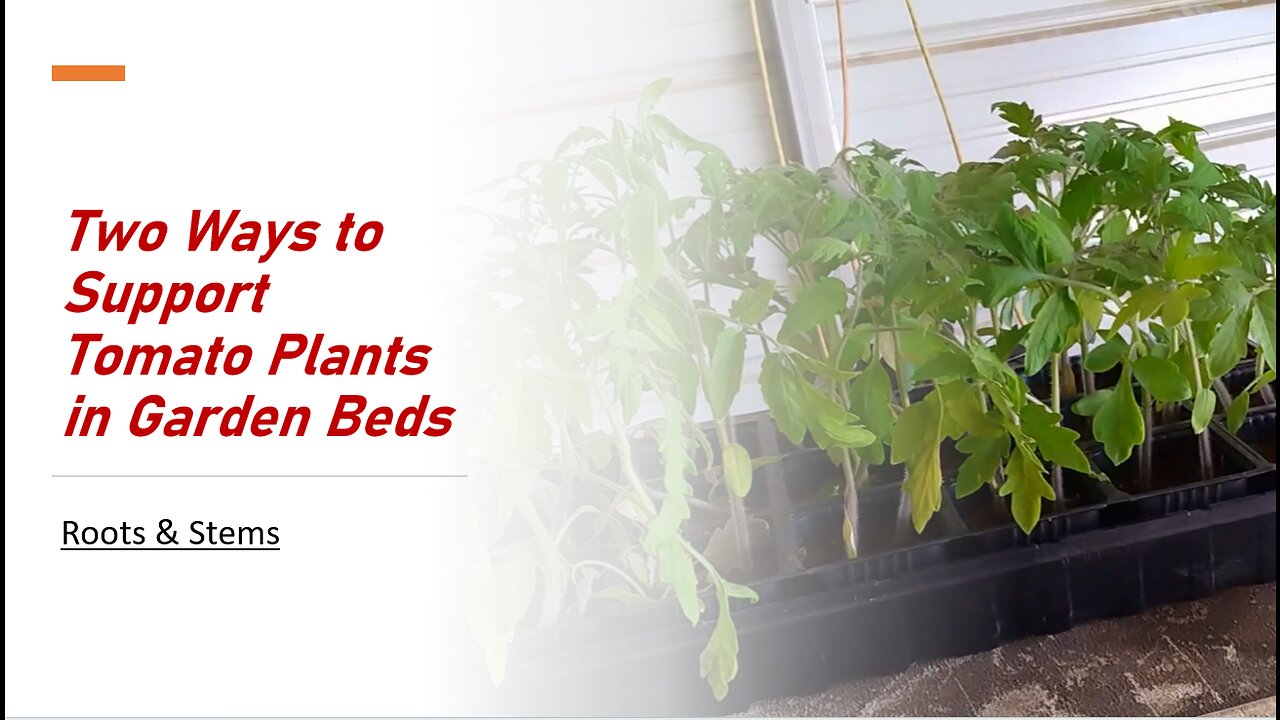 Two Ways to Support Tomato Plants in Garden Beds, Roots & Stems