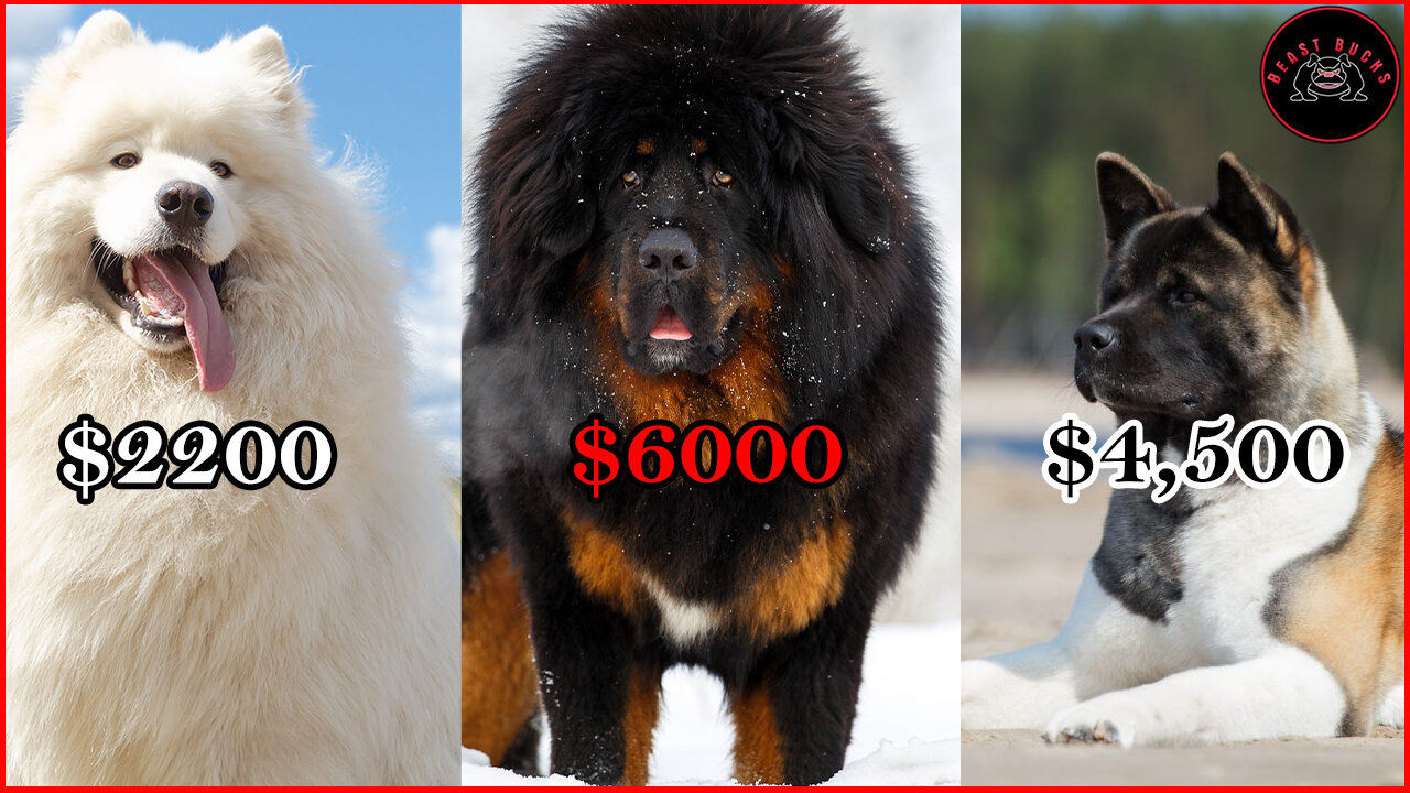 Unveiling the world's most costly dog breeds you never knew