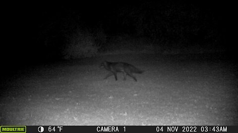 Coyote Highway One, Including A Black Coyote