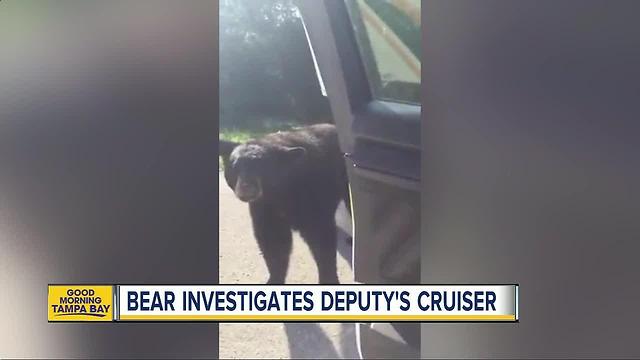 Deputy encounters bear in Marion Co.