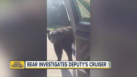 Deputy encounters bear in Marion Co.