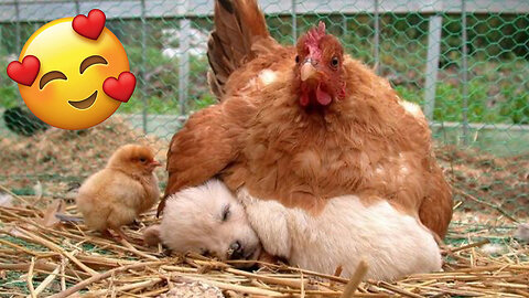 Dog and Chicken Friendship 🥰🥰🥰