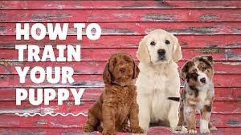 Mastering Dog Training: A Step-by-Step Guide to Train Your Pup