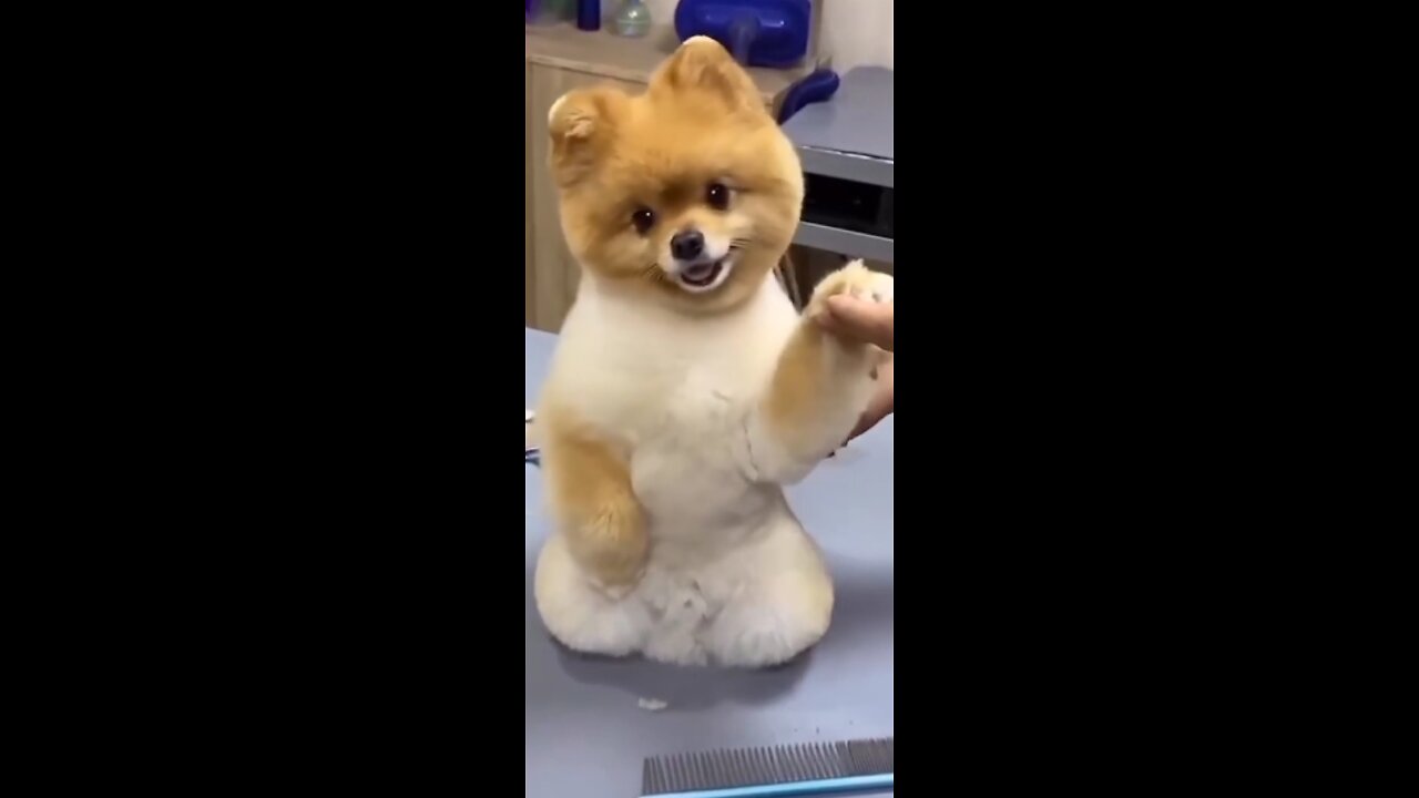 Funny & Cute Animals,Funniest cats, years agoFunniest and Cutest Cats and Dogs - Funny Pet Animals'