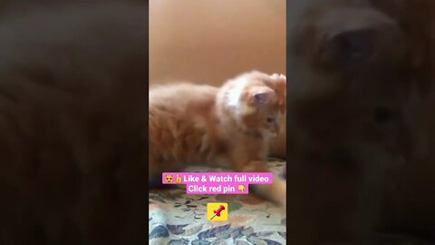 cute cat videos 😹funny videos 😂1337😻#shorts #catvideos #funnycatsvideos #cat #funny_cat #cutecat