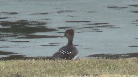 Wood ducks have arrived April 8th, 2022