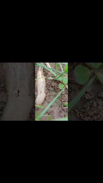 zindgi 🥺🥺 #shorts