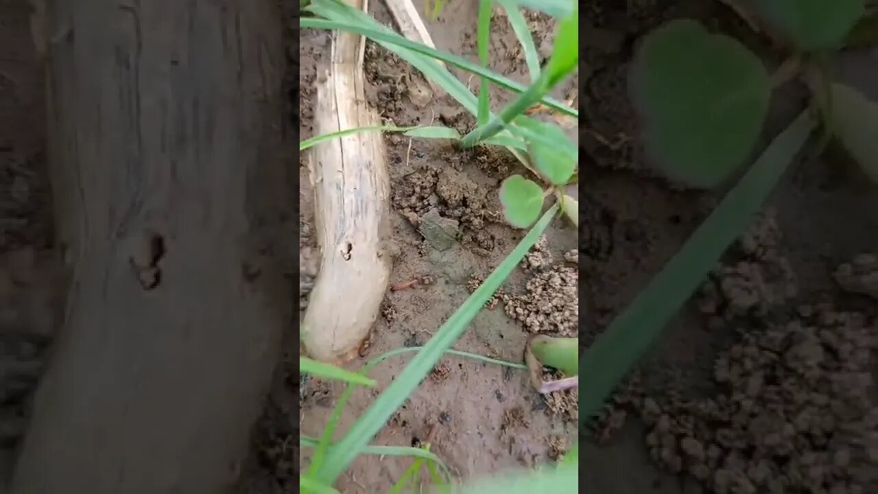 zindgi 🥺🥺 #shorts