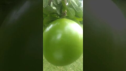 vídeos shorts do kawai #shorts