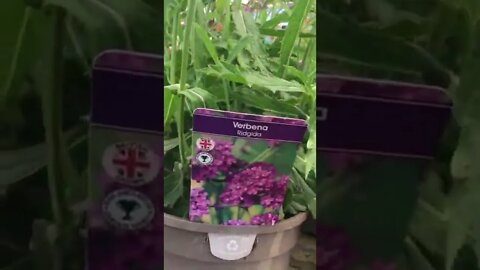 flowers🌺🌸💐 in England #shorts #england