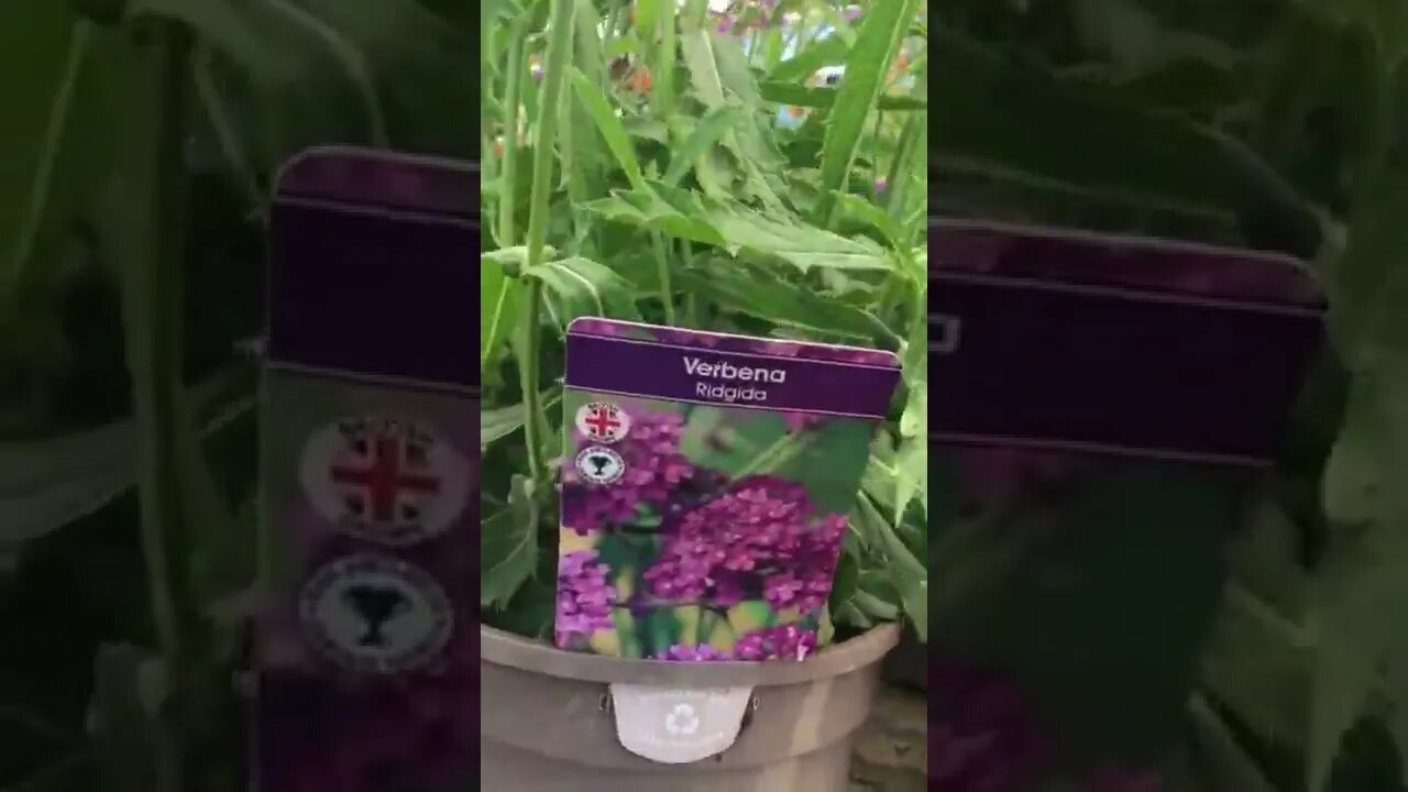 flowers🌺🌸💐 in England #shorts #england