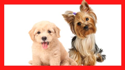 Funny Dog Video Compilation Funny Pet Video