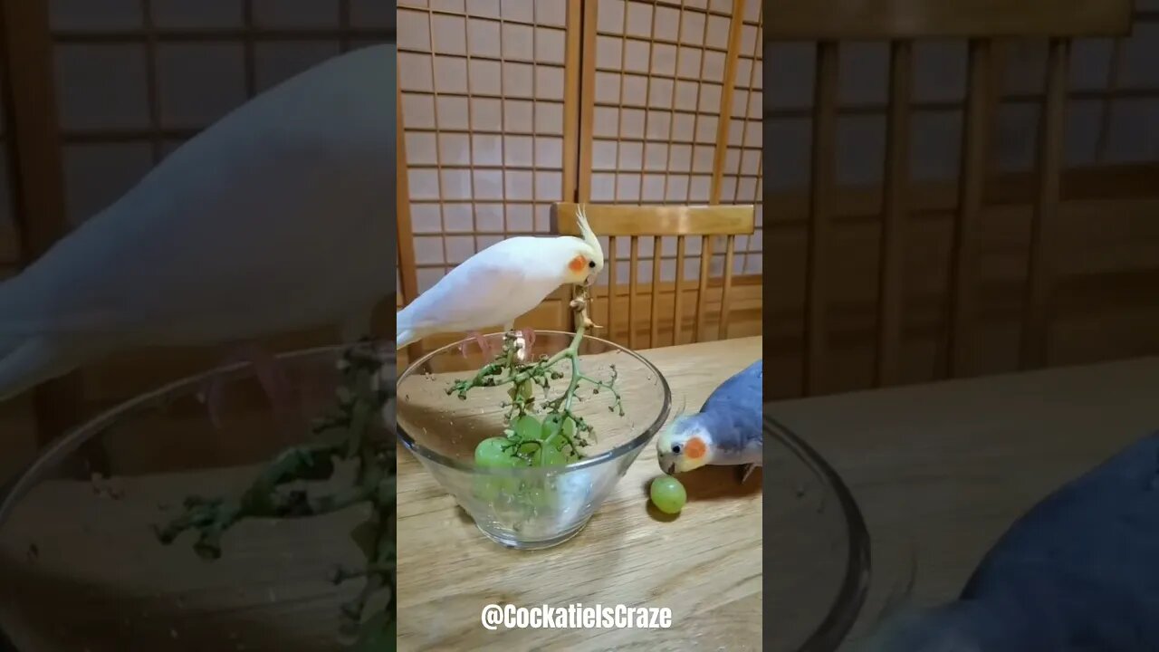 Cute Cockatiels 😍 😊