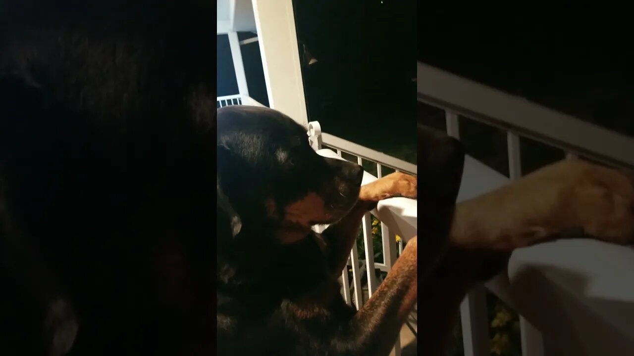 Rottweiler Ride With Me 🤣 #rottweiler #shorts 💖💞💕