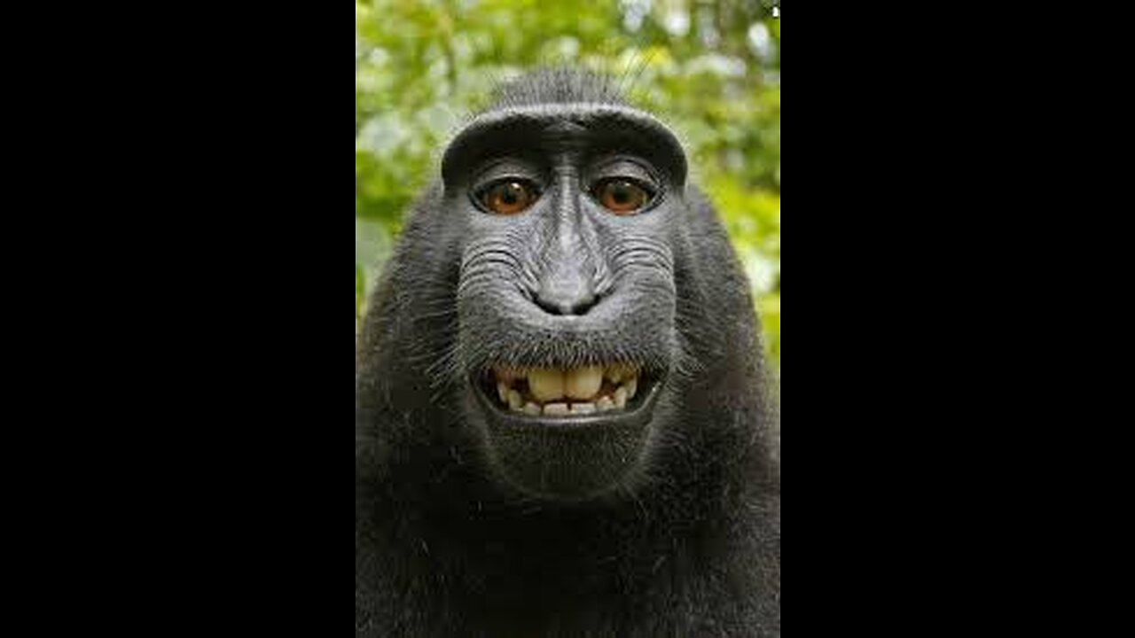 funny animals that Always make special moment #Trending #funny animals