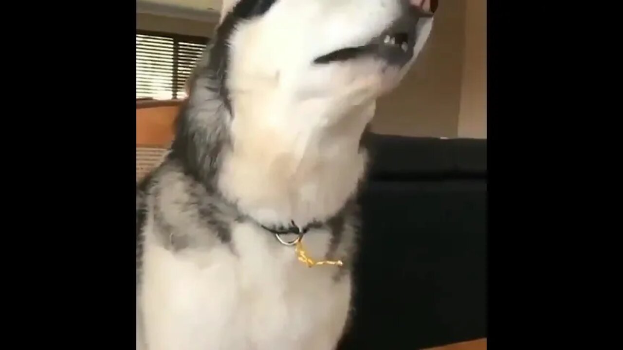 Best Animal Funny Video,dog funny video