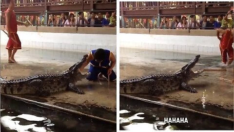 crocodile attack in human | alimiacats