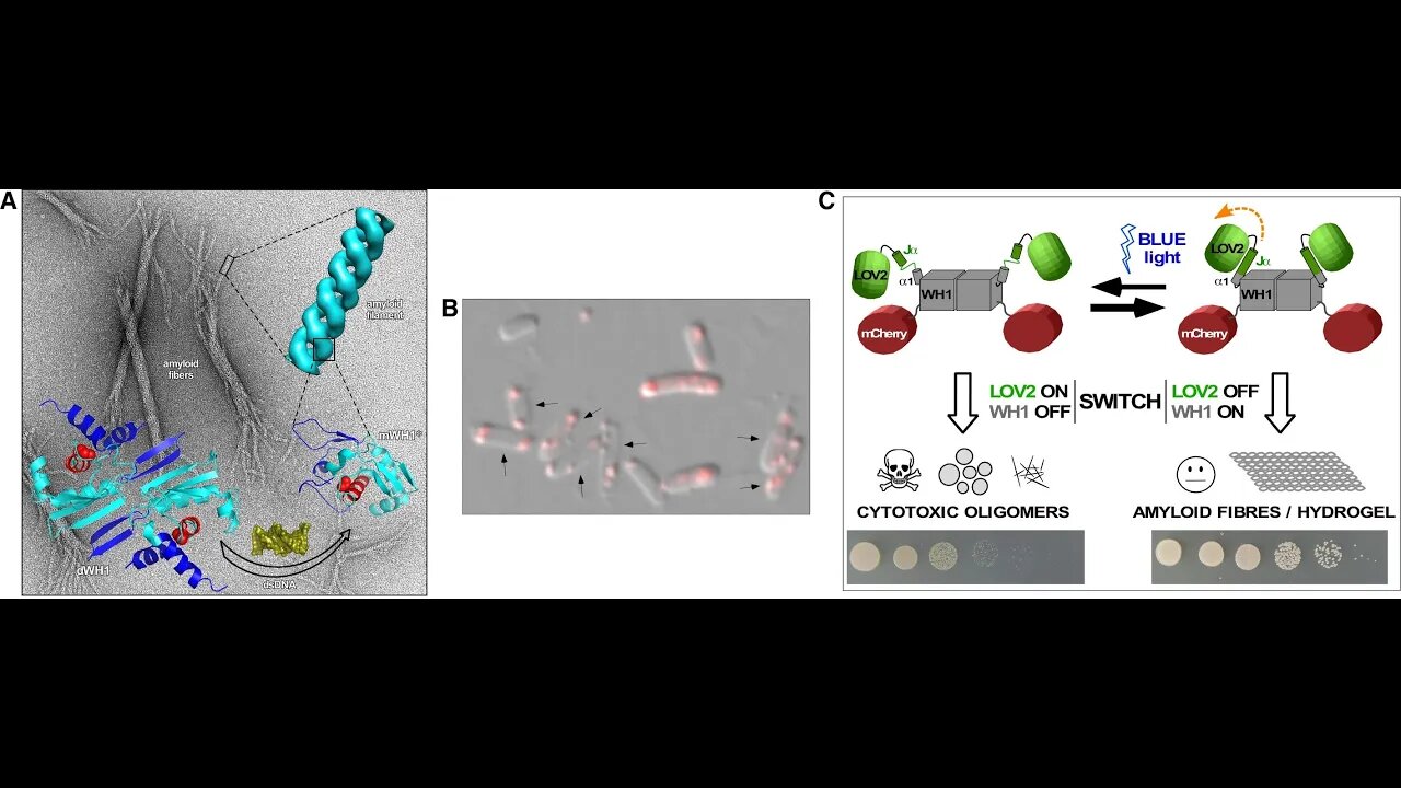 RepA-WH1 Prionoid