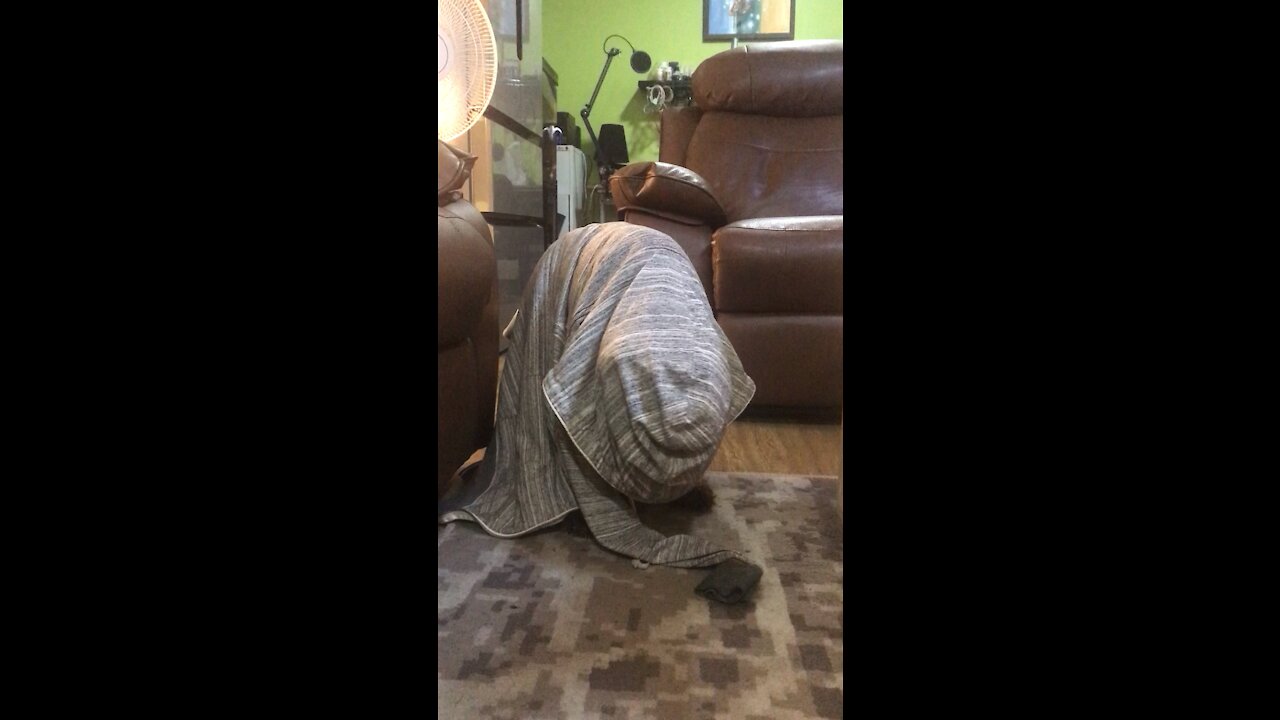 Oscar the Dog Gets Stuck in Hoodie