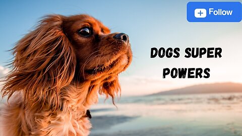 dogs powers