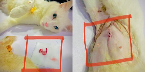 Cats surgery | Cat operation | neutral male cat | spayed female cat