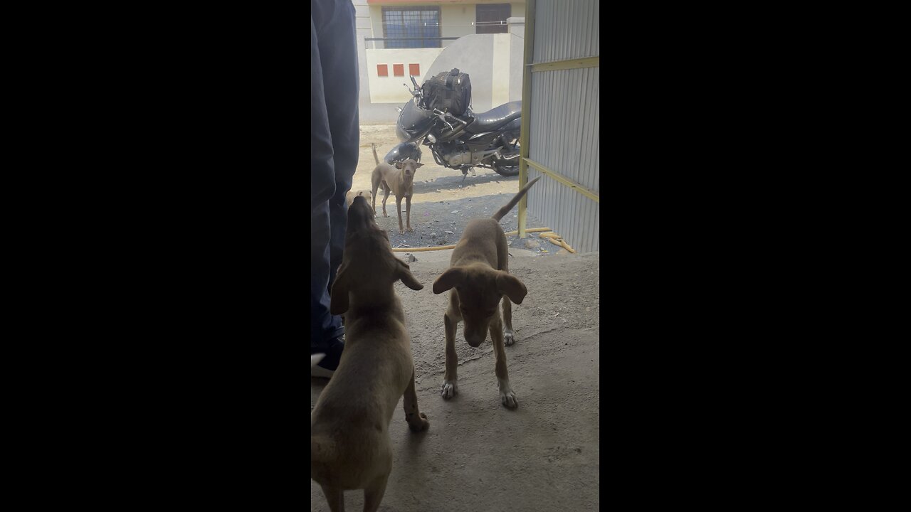 Dog