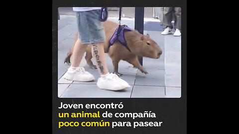 ¿Pasear con perros ya no está de moda?