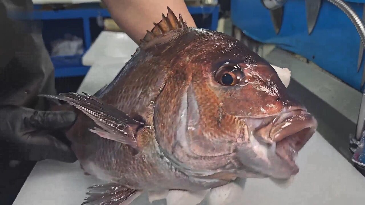 Red Sea Snapper! Freshly sliced sashimi and almost soul dipping sauce