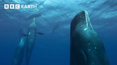 Filming a Family of Whales | The Making of Mammals | BBC Earth