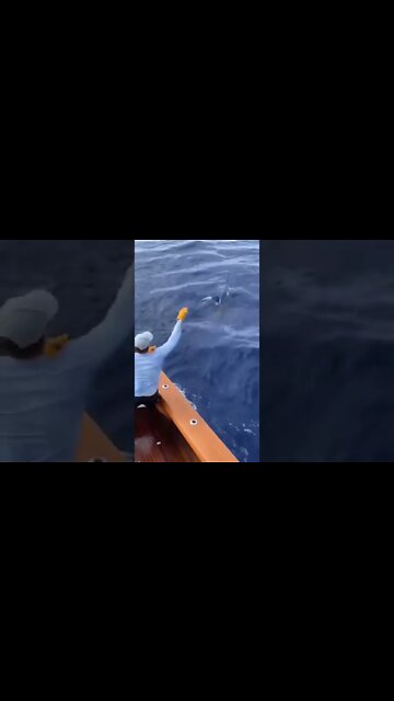 Ever caught such monster? Sword fish